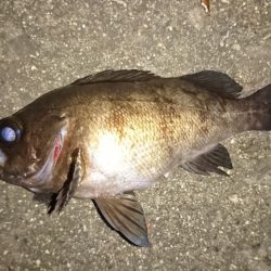 フロートリグでメバリング